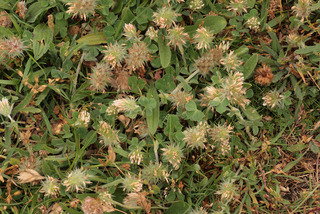 Trifolium incarnatum ssp molinerii