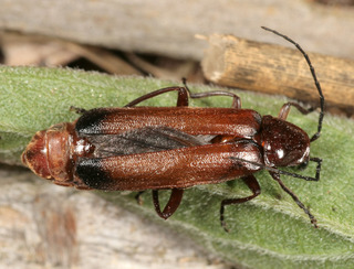 Entomophthora coleopterorum