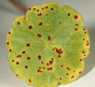 Puccinia hydrocotyles
