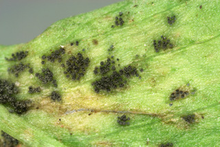 Cymadothea trifolii