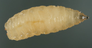 Botanophila seneciella