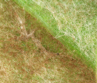 Mycovellosiella ferruginea