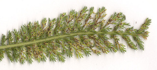 Puccinia cnici-oleracei