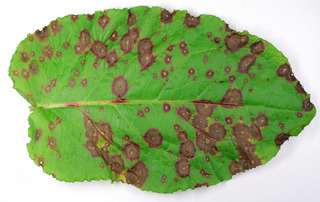 Ramularia rubella