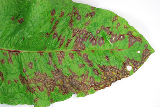 Ramularia rubella