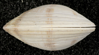 Chamelea striatula