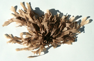 Flustra foliacea