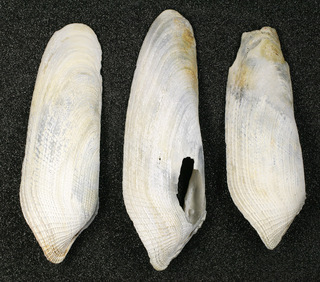 Pholas dactylus