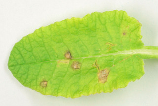 Ramularia primulae
