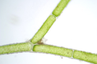 Cladophora laetevirens