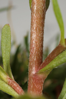 Myosotis laxa ssp caespitosa
