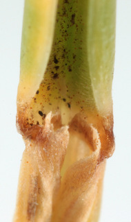 Festuca rubra ssp juncea