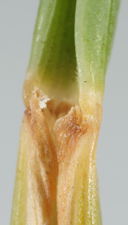 Festuca rubra ssp juncea