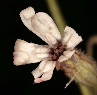 Microbotryum violaceum