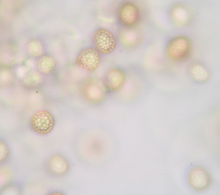 Microbotryum violaceum