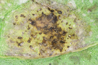 Pyrenopeziza brassicae