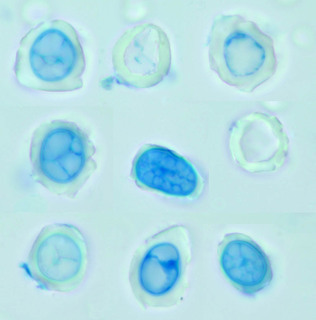 Entyloma microsporum