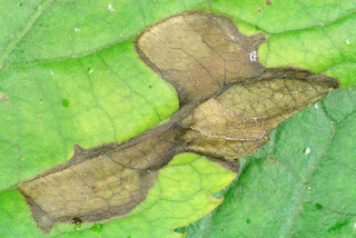 Ramularia sambucina