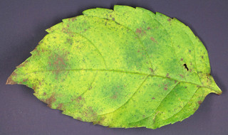 Phyllactinia fraxini