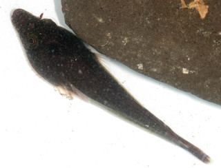 Lepadogaster lepadogaster