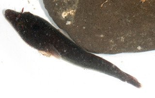 Lepadogaster lepadogaster