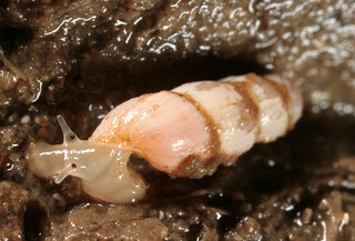 Truncatella subcylindrica