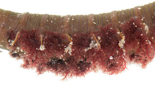 Arenicola marina