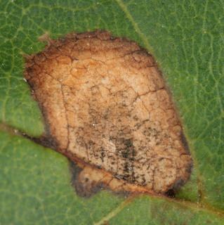 Phyllosticta fraxinicola