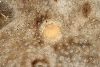 Didemnum maculosum