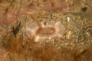 Aulactinia verrucosa