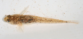 Pomatoschistus microps