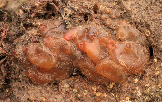 Corella eumyota