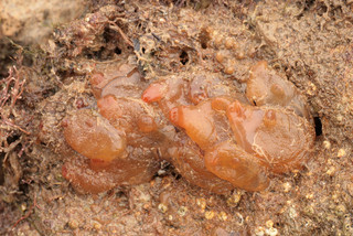 Corella eumyota