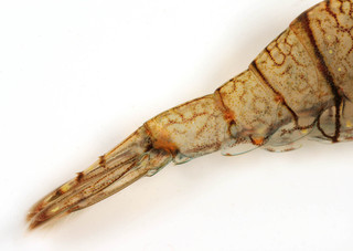 Palaemon elegans