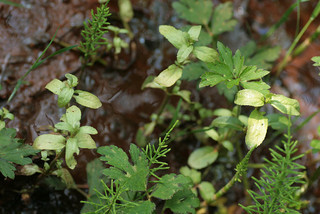 Peronospora grisea