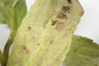 Peronospora grisea