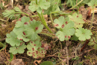 Puccinia saxifragae