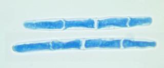 Calonectria ilicicola