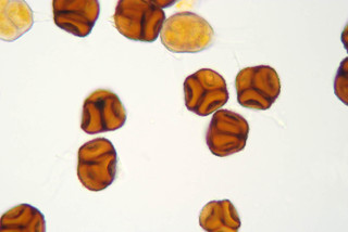 Triphragmium ulmariae