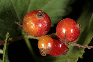 Ribes alpinum