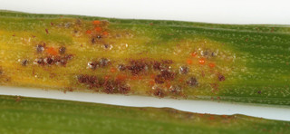 Puccinia liliacearum