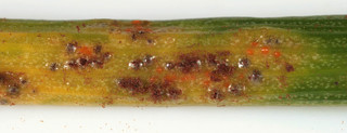Puccinia liliacearum