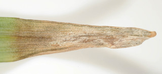 Ramularia septata