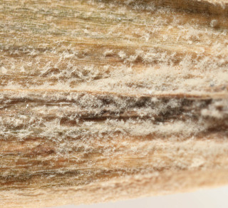 Ramularia septata