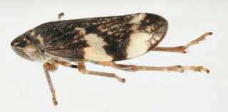 Philaenus spumarius quadrimaculatus