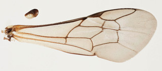 Hylaeus annularis