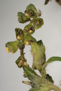 Ambrosia artemisiifolia