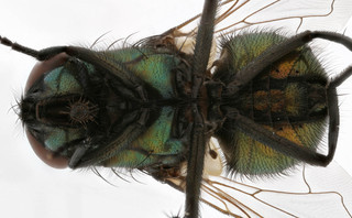 Neomyia cornicina