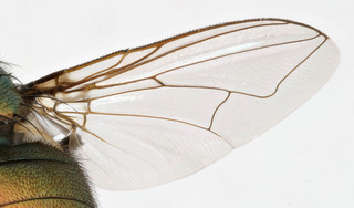 Neomyia cornicina