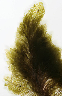 Bryopsis plumosa